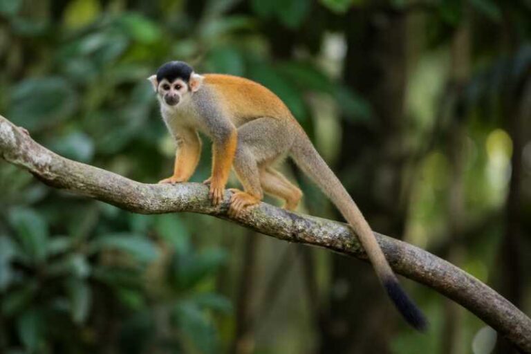 Image of a Black-headed Squirrel Monkey in its natural habitat