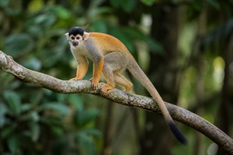 Image of a Black-headed Squirrel Monkey in its natural habitat