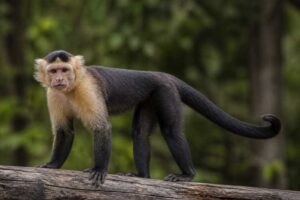 Image of a Black-horned Capuchin in its natural habitat