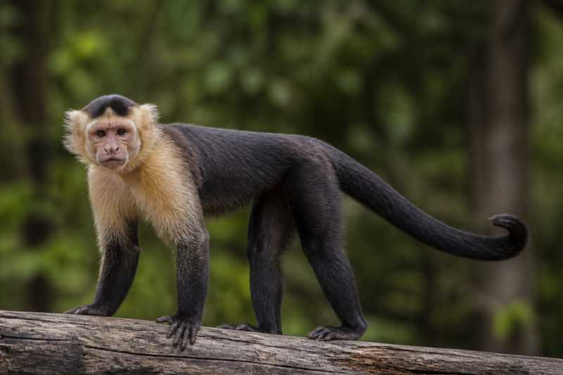 Image of a Black-horned Capuchin in its natural habitat