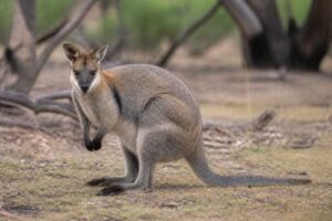 Image of a Black-striped Wallaby in its natural habitat
