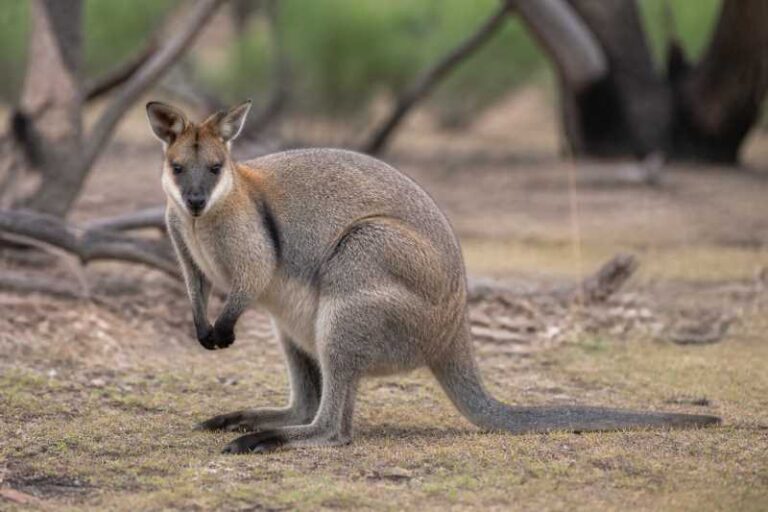 Image of a Black-striped Wallaby in its natural habitat