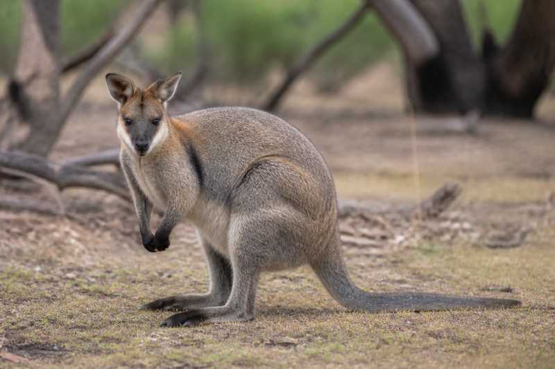 Image of a Black-striped Wallaby in its natural habitat