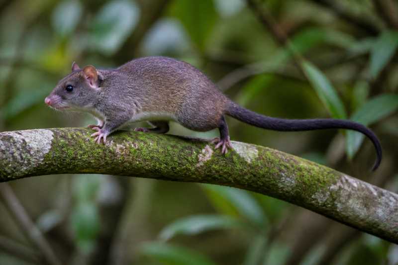 Image of a Black-tailed Dwarf Cloud Rat in its natural habitat
