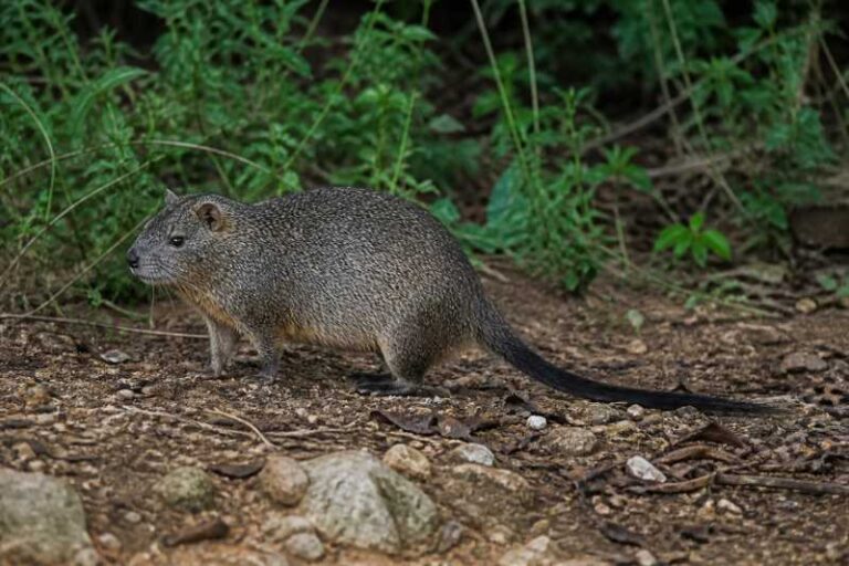 Image of a Black-tailed Hutia in its natural habitat