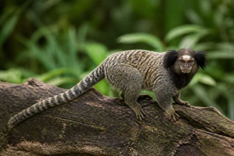 Image of a Black-tufted-ear Marmoset in its natural habitat