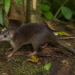 Image of a Blackish Shrew-opossum in its natural habitat