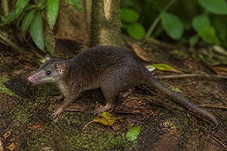 Image of a Blackish Shrew-opossum in its natural habitat