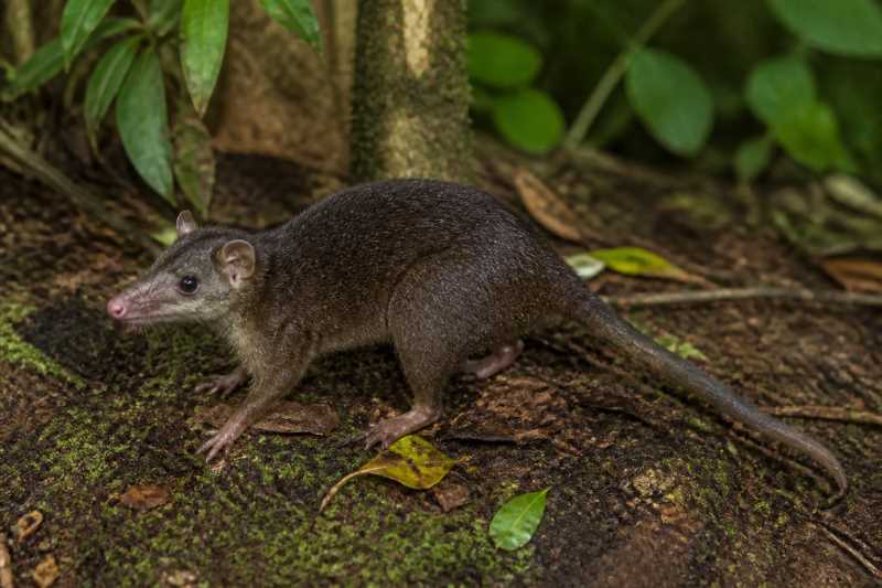 Image of a Blackish Shrew-opossum in its natural habitat