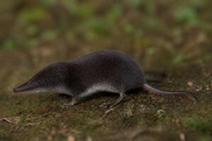 Image of a Blackish White-toothed Shrew in its natural habitat