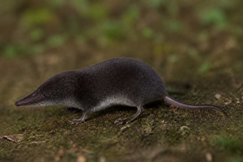 Image of a Blackish White-toothed Shrew in its natural habitat