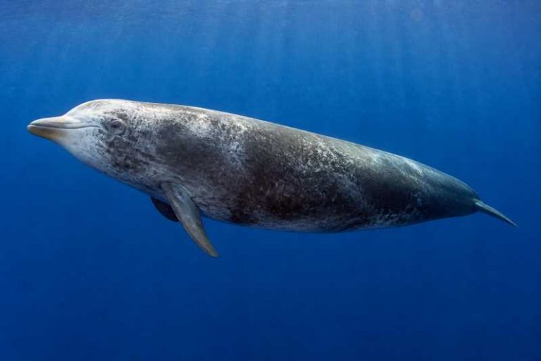 Image of a Blainville's Beaked Whale in its natural habitat