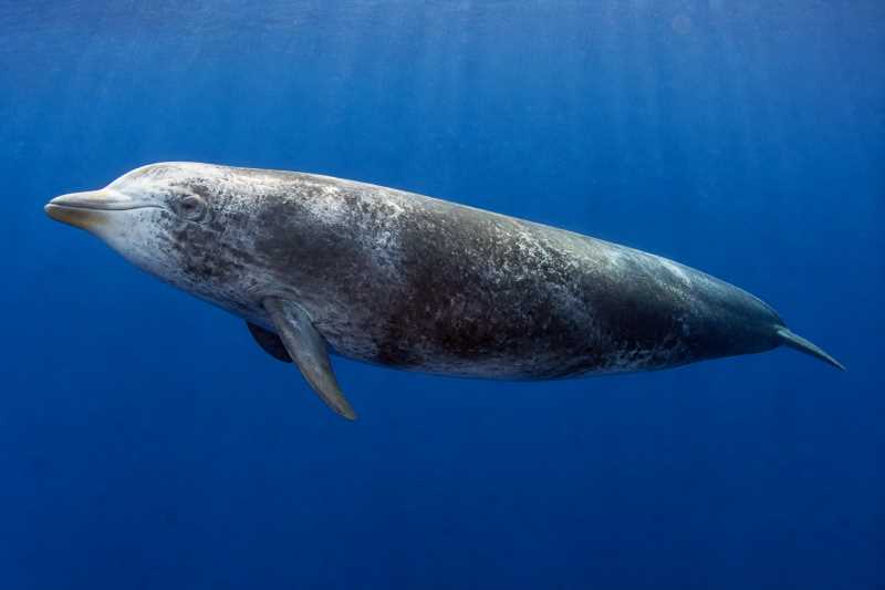 Image of a Blainville's Beaked Whale in its natural habitat