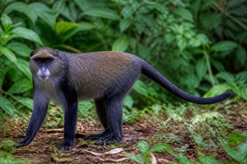 Image of a Blue Monkey in its natural habitat