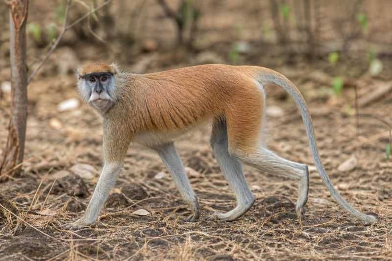 Image of a Blue Nile Patas Monkey in its natural habitat