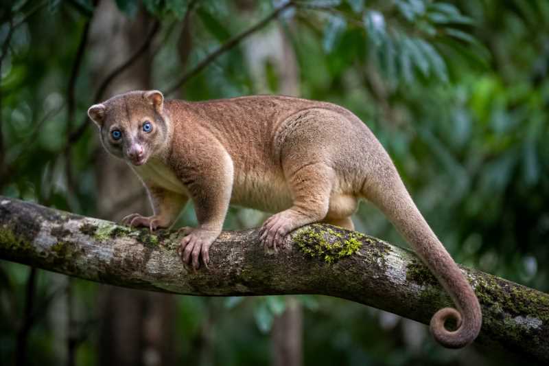 Image of a Blue-eyed Cuscus in its natural habitat