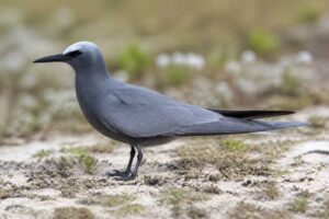 Image of a Blue Noddy in its natural habitat