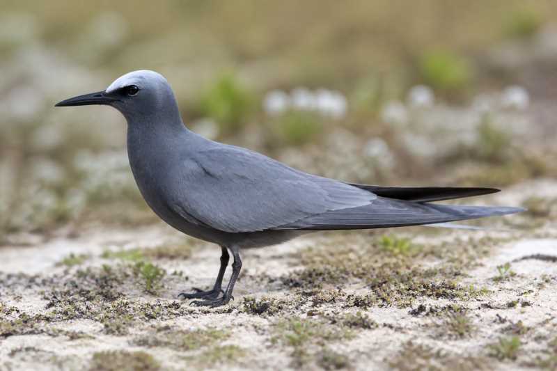 Image of a Blue Noddy in its natural habitat