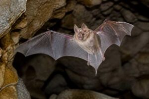 Image of a Blyth's Horseshoe Bat in its natural habitat