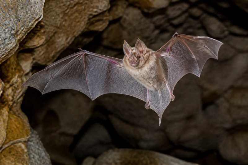 Image of a Blyth's Horseshoe Bat in its natural habitat