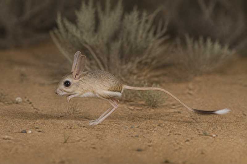Image of a Bobrinski's Jerboa in its natural habitat