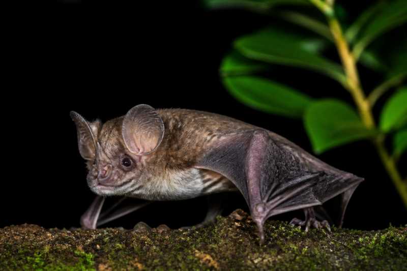 Image of a Boeadi's Roundleaf Bat in its natural habitat
