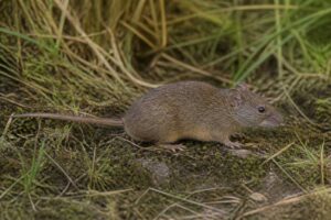 Image of a Bogotá Grass Mouse in its natural habitat