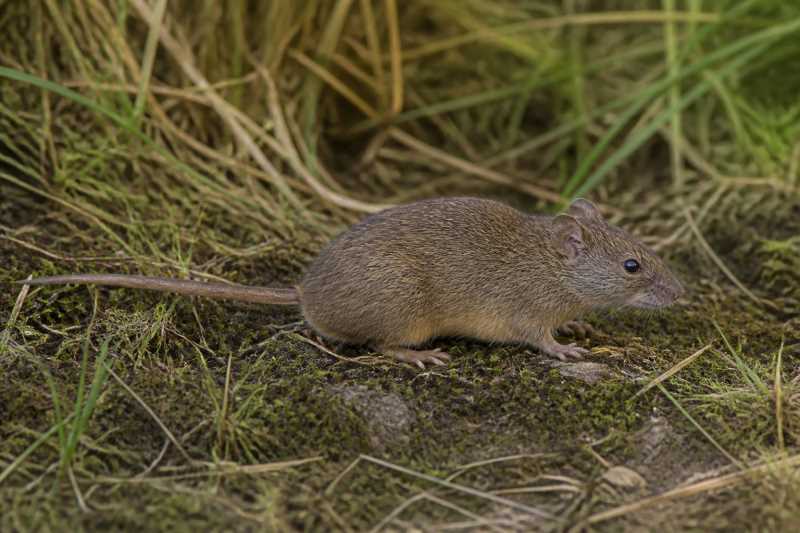 Image of a Bogotá Grass Mouse in its natural habitat