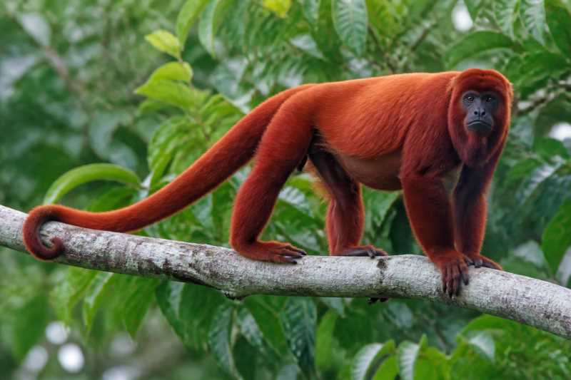 Image of a Bolivian Red Howler in its natural habitat