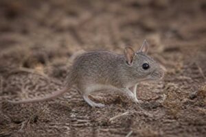 Image of a Bonarian Leaf-eared Mouse in its natural habitat
