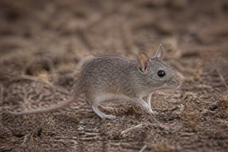 Image of a Bonarian Leaf-eared Mouse in its natural habitat