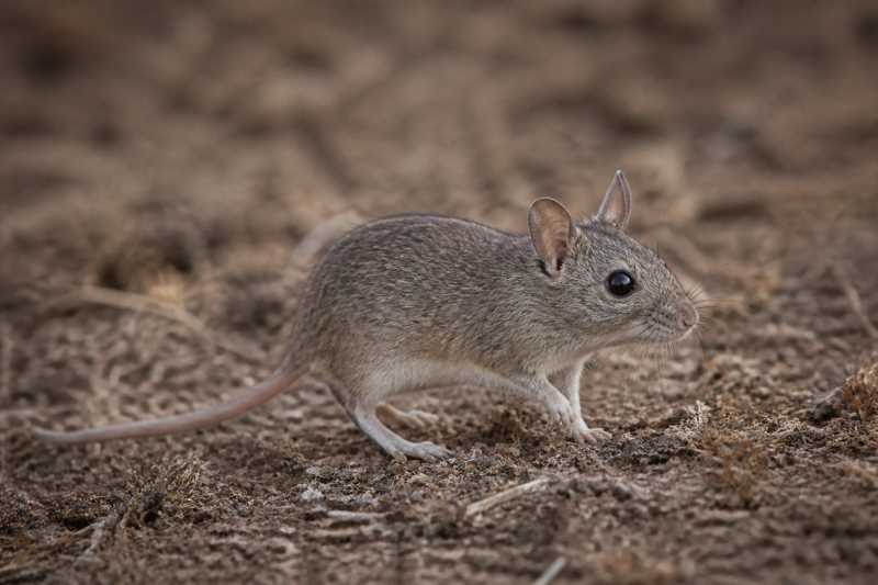 Image of a Bonarian Leaf-eared Mouse in its natural habitat