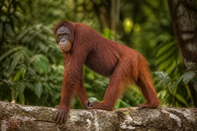 Image of a Bornean Orangutan in its natural habitat