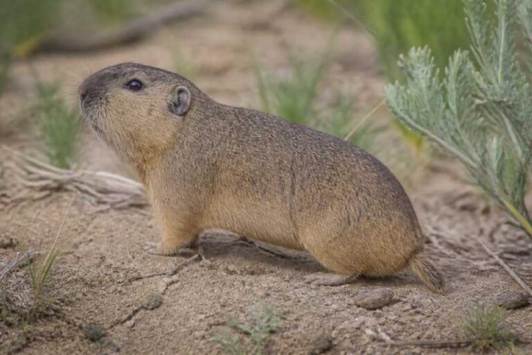 Image of a Botta's Pocket Gopher in its natural habitat