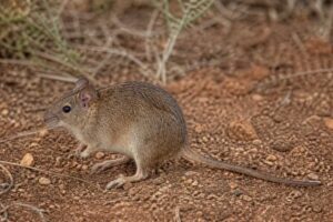 Image of a Brants's Whistling Rat in its natural habitat