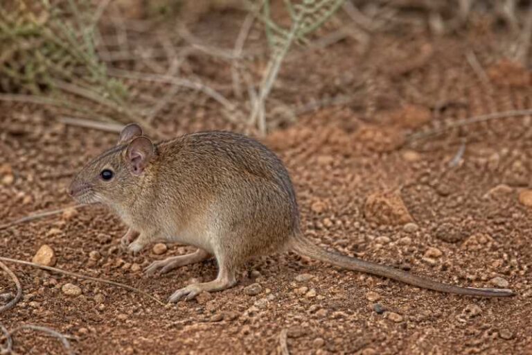 Image of a Brants's Whistling Rat in its natural habitat