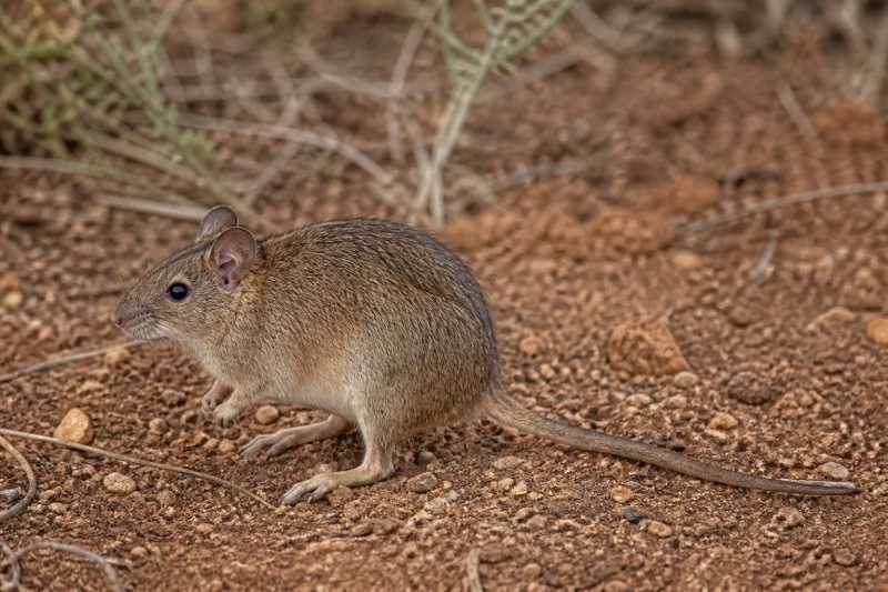 Image of a Brants's Whistling Rat in its natural habitat