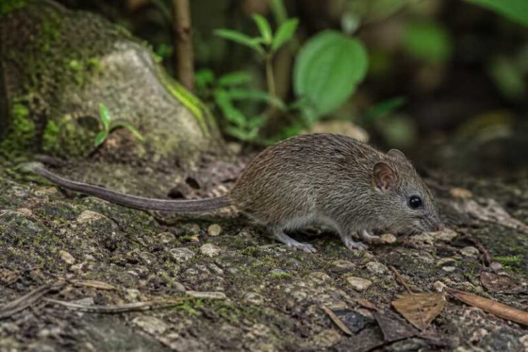 Image of a Brass's Brush Mouse in its natural habitat