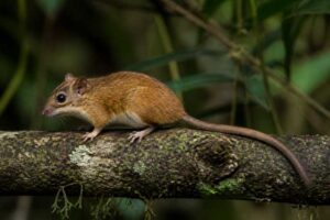 Image of a Brazilian Arboreal Mouse in its natural habitat