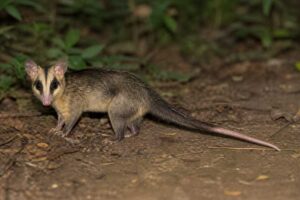 Image of a Brazilian Gracile Opossum in its natural habitat
