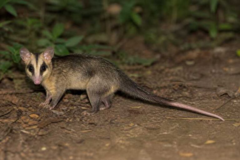 Image of a Brazilian Gracile Opossum in its natural habitat