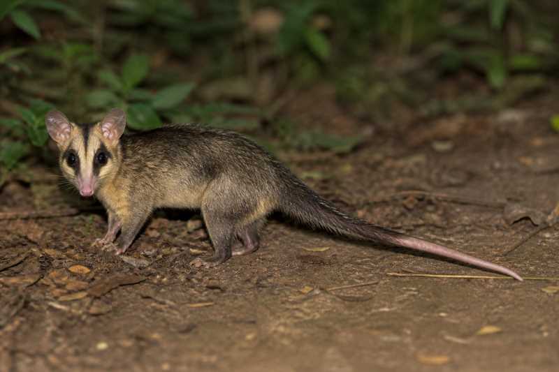 Image of a Brazilian Gracile Opossum in its natural habitat