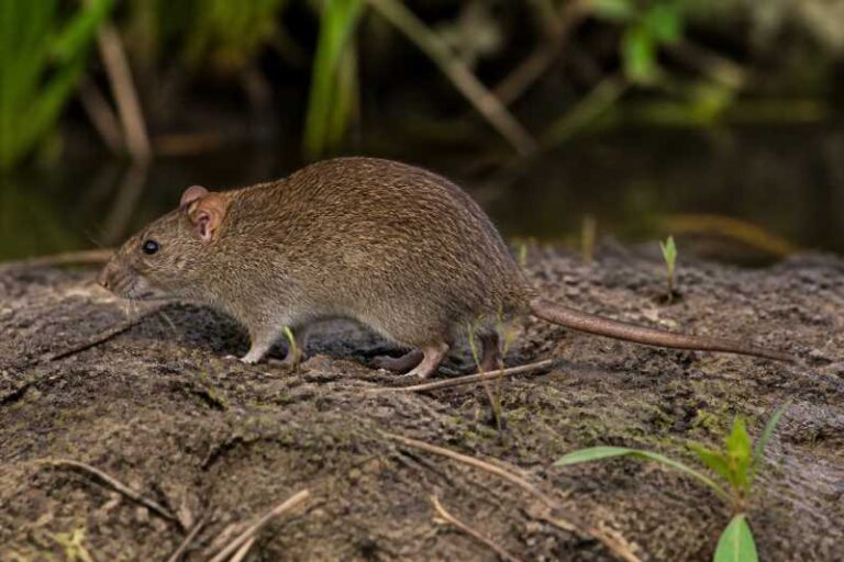 Image of a Brazilian Marsh Rat in its natural habitat