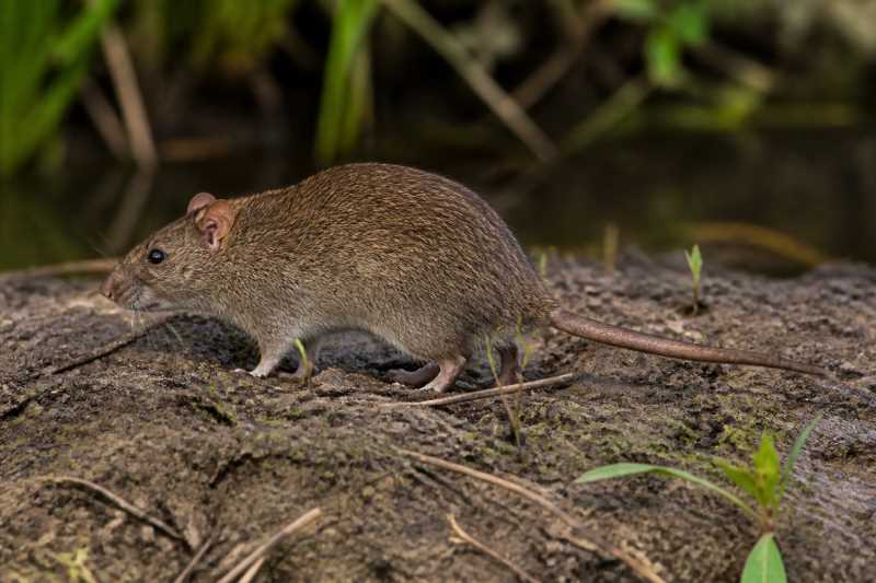 Image of a Brazilian Marsh Rat in its natural habitat