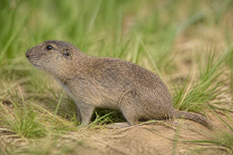 Image of a Brazilian Tuco-tuco in its natural habitat