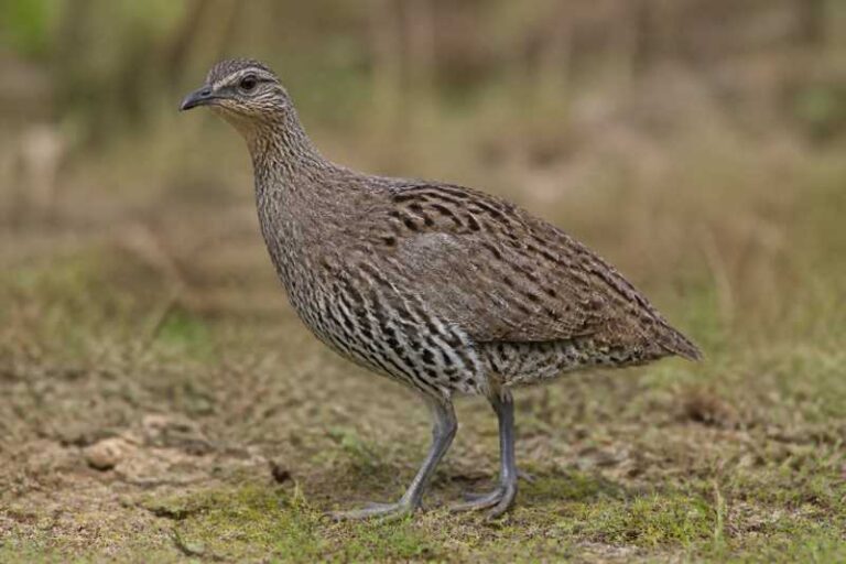 Image of a Brazilian Tinamou in its natural habitat