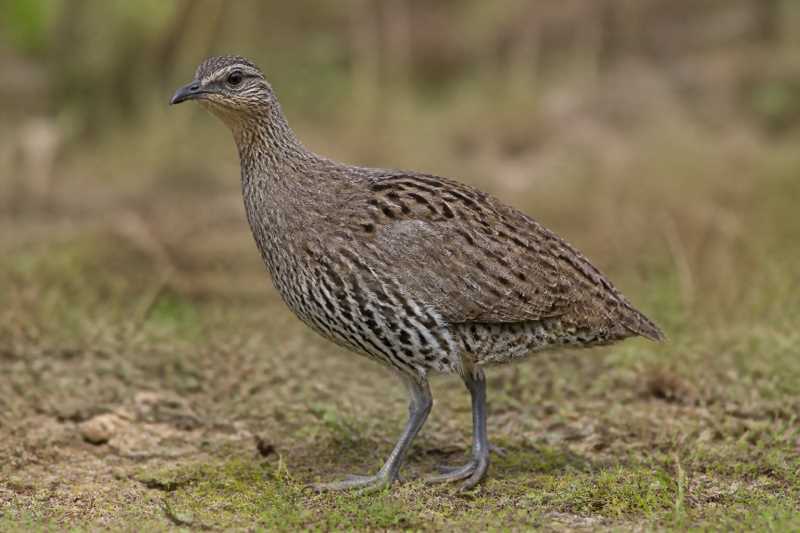 Image of a Brazilian Tinamou in its natural habitat