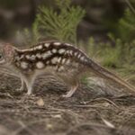 Image of a Broad-striped Dasyure in its natural habitat
