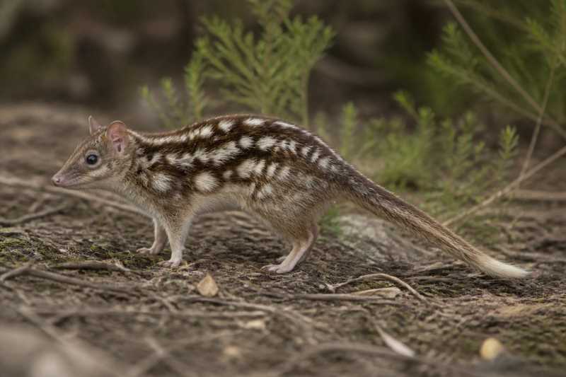 Image of a Broad-striped Dasyure in its natural habitat