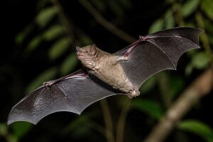 Image of a Broad-toothed Tailless Bat in its natural habitat